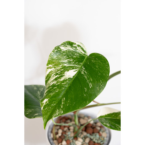 Monstera deliciosa variegata