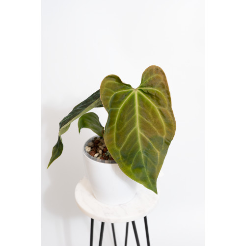 Anthurium indo portilae x KOSx x besseae aff