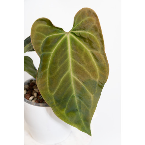 Anthurium indo portilae x...