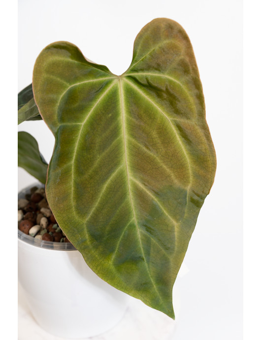 Anthurium indo portilae x KOSx x besseae aff