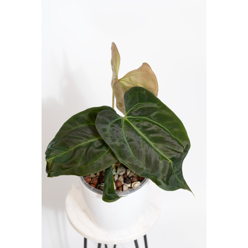 Anthurium indo portilae x KOSx x besseae aff