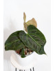 Anthurium indo portilae x KOSx x besseae aff
