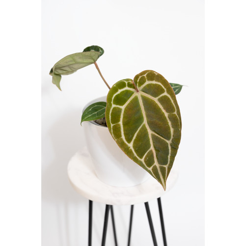 Anthurium Michelle x crystallinum