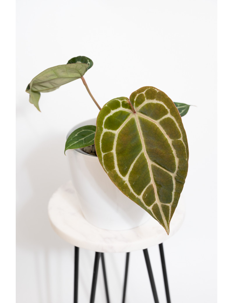 Anthurium Michelle x crystallinum