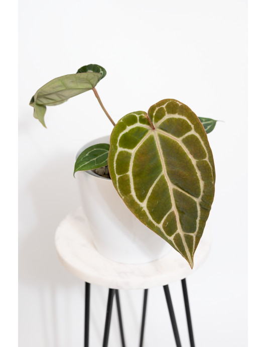 Anthurium Michelle x crystallinum