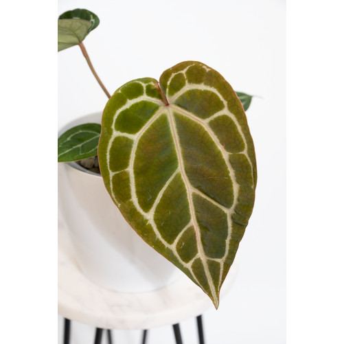 Anthurium Michelle x crystallinum