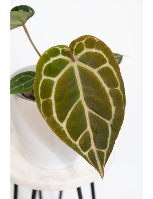 Anthurium Michelle x...