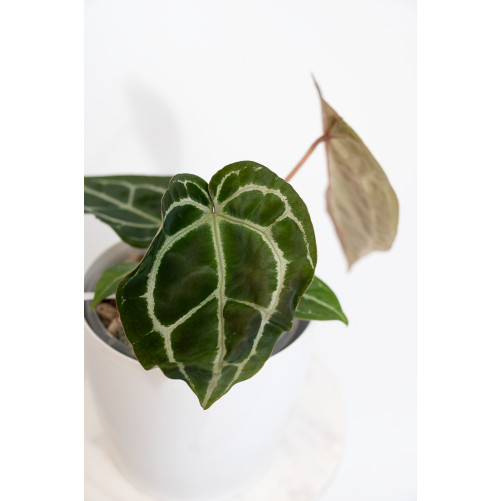 Anthurium Michelle x crystallinum