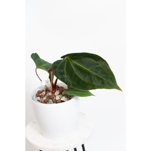 Anthurium (papillilaminum x magnificum) x KOSx x besseae aff