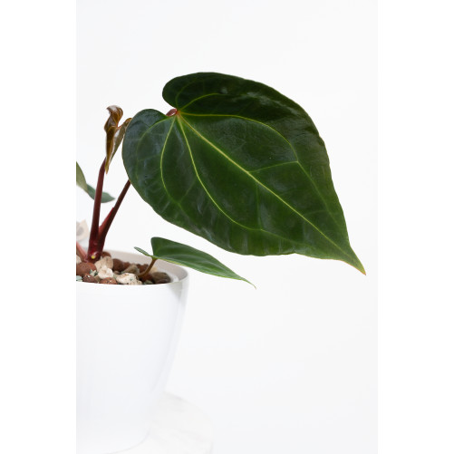 Anthurium (papillilaminum x magnificum) x KOSx x besseae aff