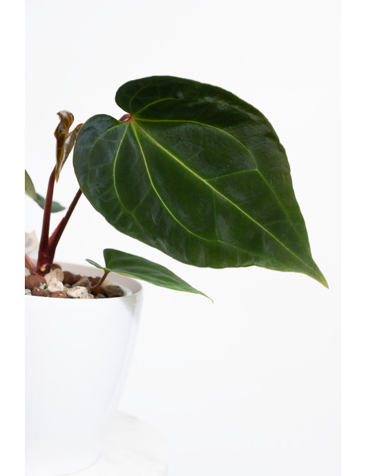 Anthurium (papillilaminum x...