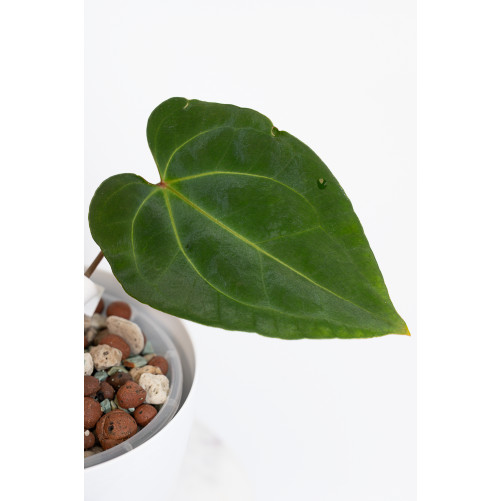 Anthurium (papillilaminum x magnificum) x KOSx x besseae aff