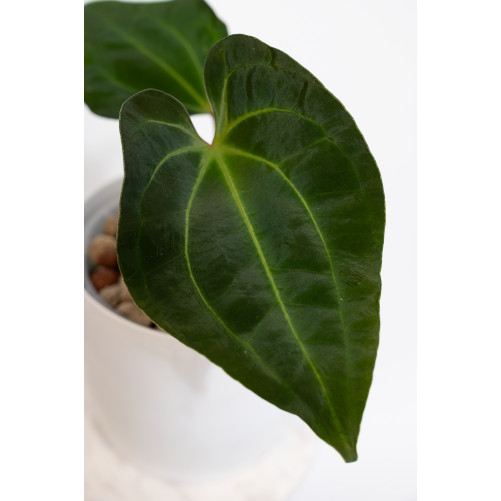 Anthurium (papillilaminum x...