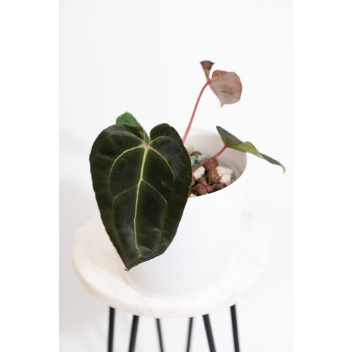 Anthurium magnificum DF x forgetii x besseae aff