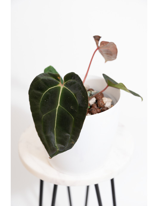 Anthurium magnificum DF x forgetii x besseae aff
