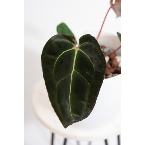 Anthurium magnificum DF x forgetii x besseae aff