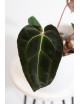Anthurium magnificum DF x forgetii x besseae aff