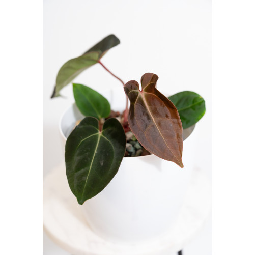 Anthurium magnificum DF x forgetii x besseae aff