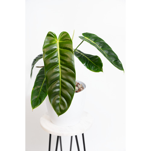 Philodendron esmeraldense