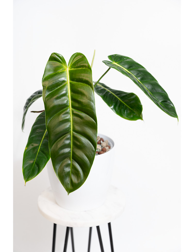 Philodendron esmeraldense