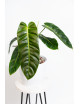 Philodendron esmeraldense