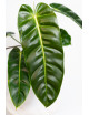 Philodendron esmeraldense