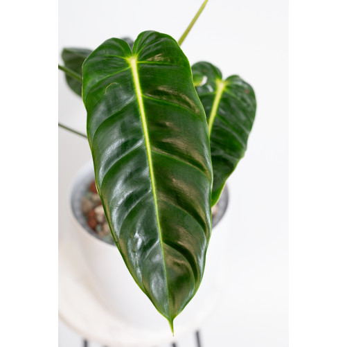 Philodendron esmeraldense