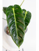 Philodendron esmeraldense