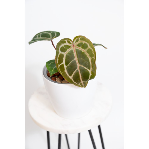 Anthurium (Zara x (Michelle x Zara)) x Michelle