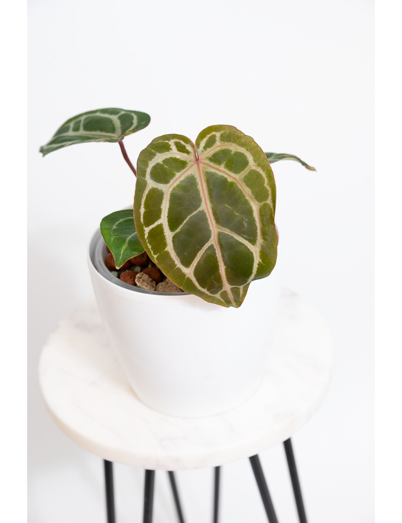 Anthurium (Zara x (Michelle x Zara)) x Michelle