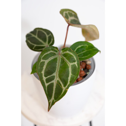 Anthurium (Zara x (Michelle x Zara)) x Michelle