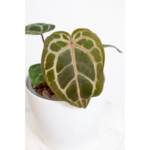 Anthurium (Zara x (Michelle x Zara)) x Michelle
