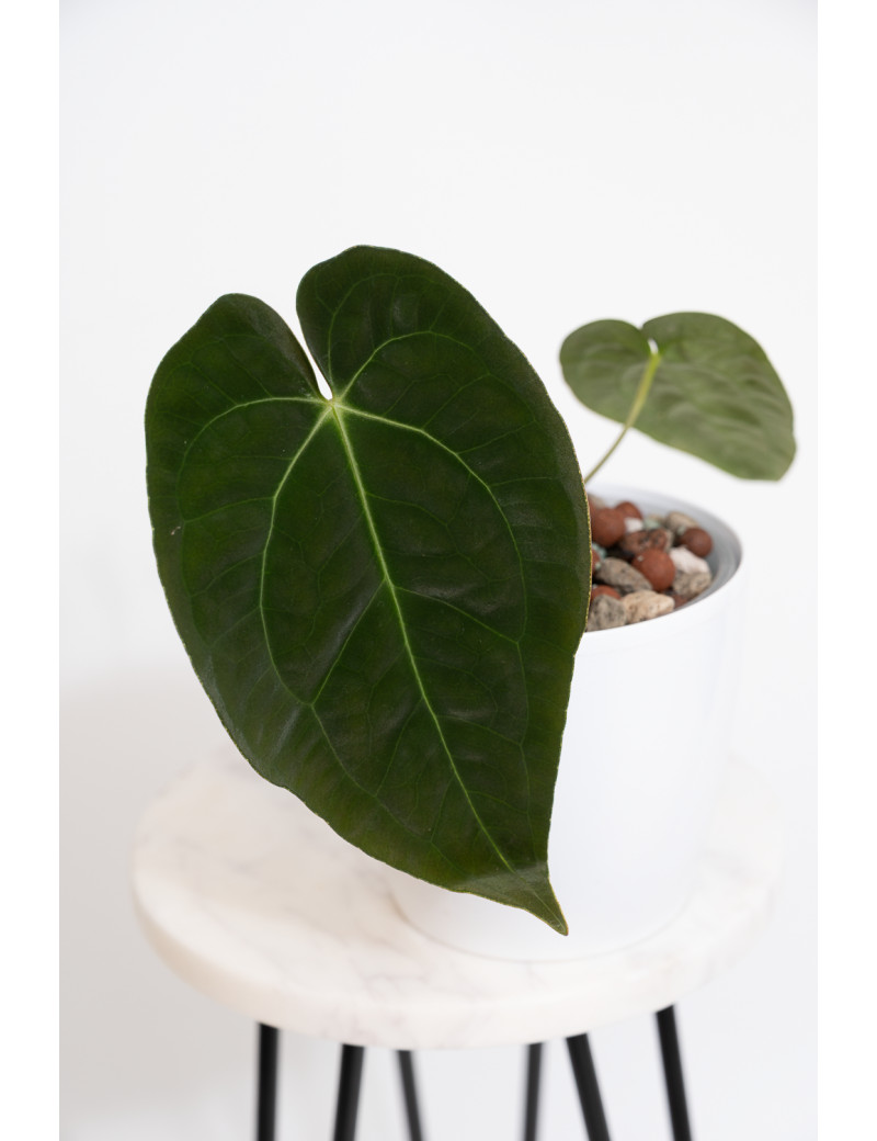 Anthurium magnificum DF x papillilaminum