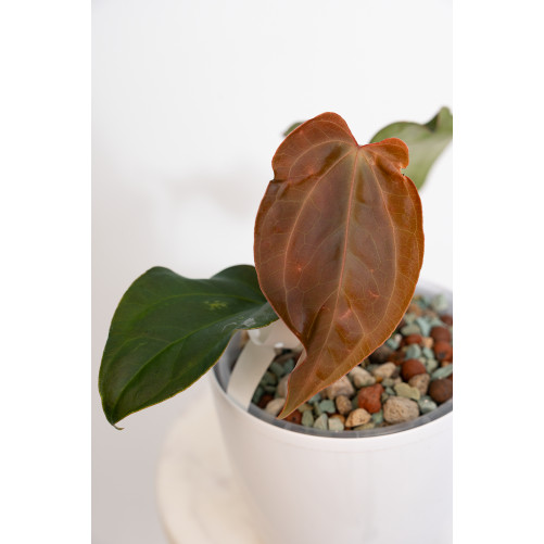 Anthurium crystallinum x...