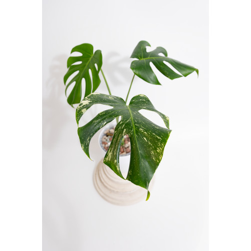 Monstera white monster