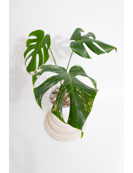 Monstera white monster