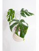 Monstera white monster