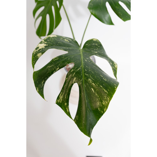 Monstera white monster
