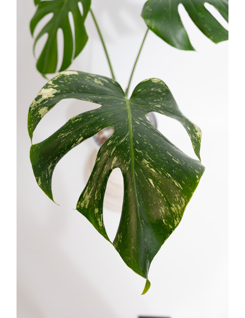 Monstera white monster
