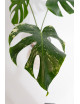 Monstera white monster