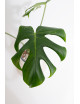 Monstera white monster