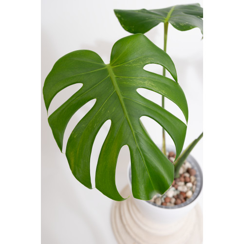 Monstera white monster