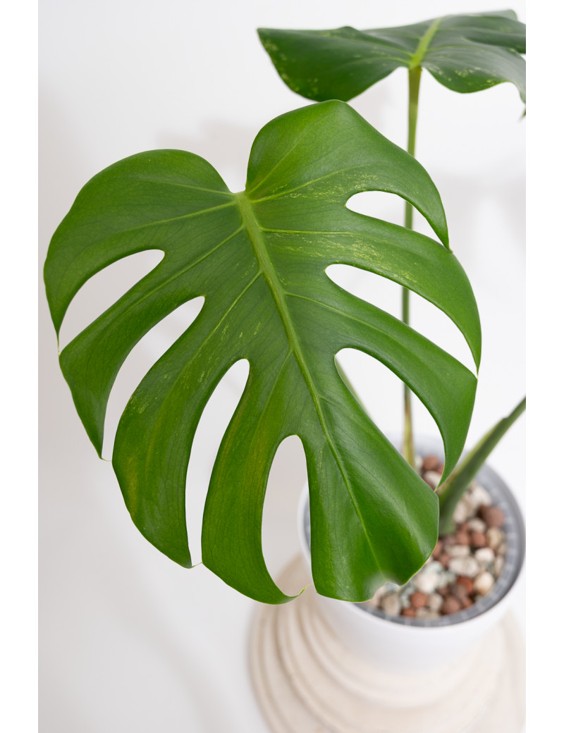 philodendron 'white knight' White Knight Philodendron Propagation Node main image 1