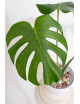 Monstera white monster