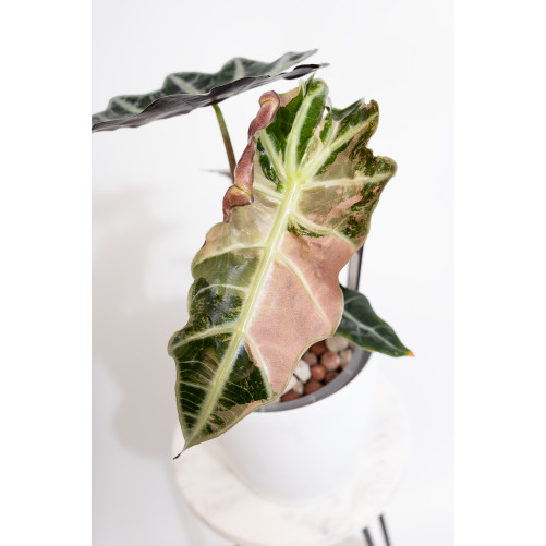 Alokazja polly variegata