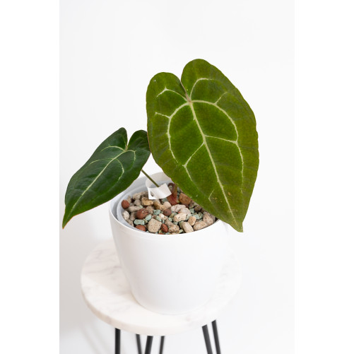 Anthurium forgetii DF x...