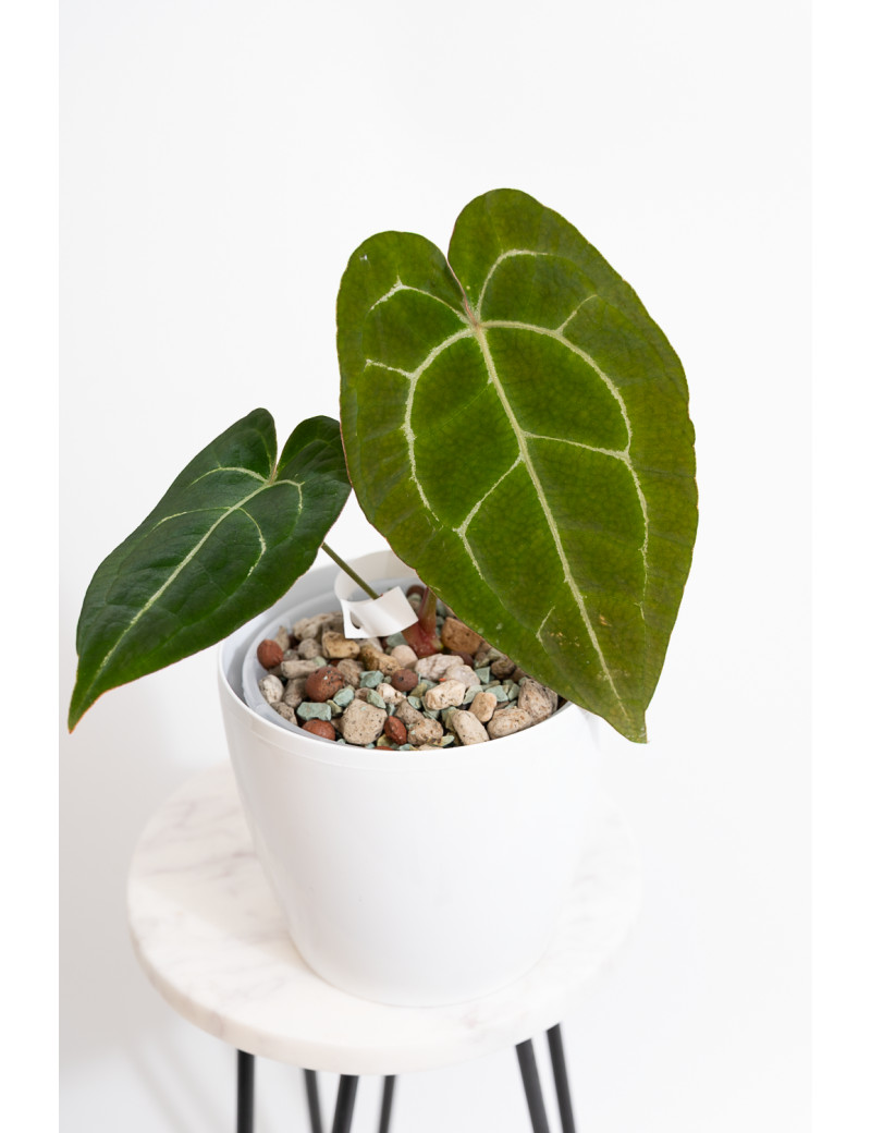 Anthurium forgetii DF x (crystallinum x AOS)