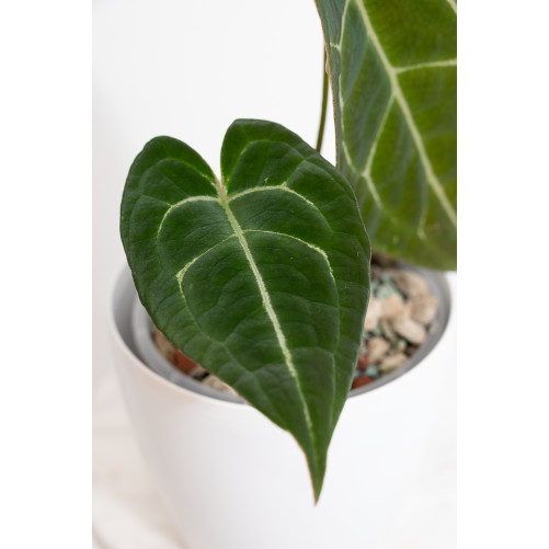 Anthurium forgetii DF x (crystallinum x AOS)