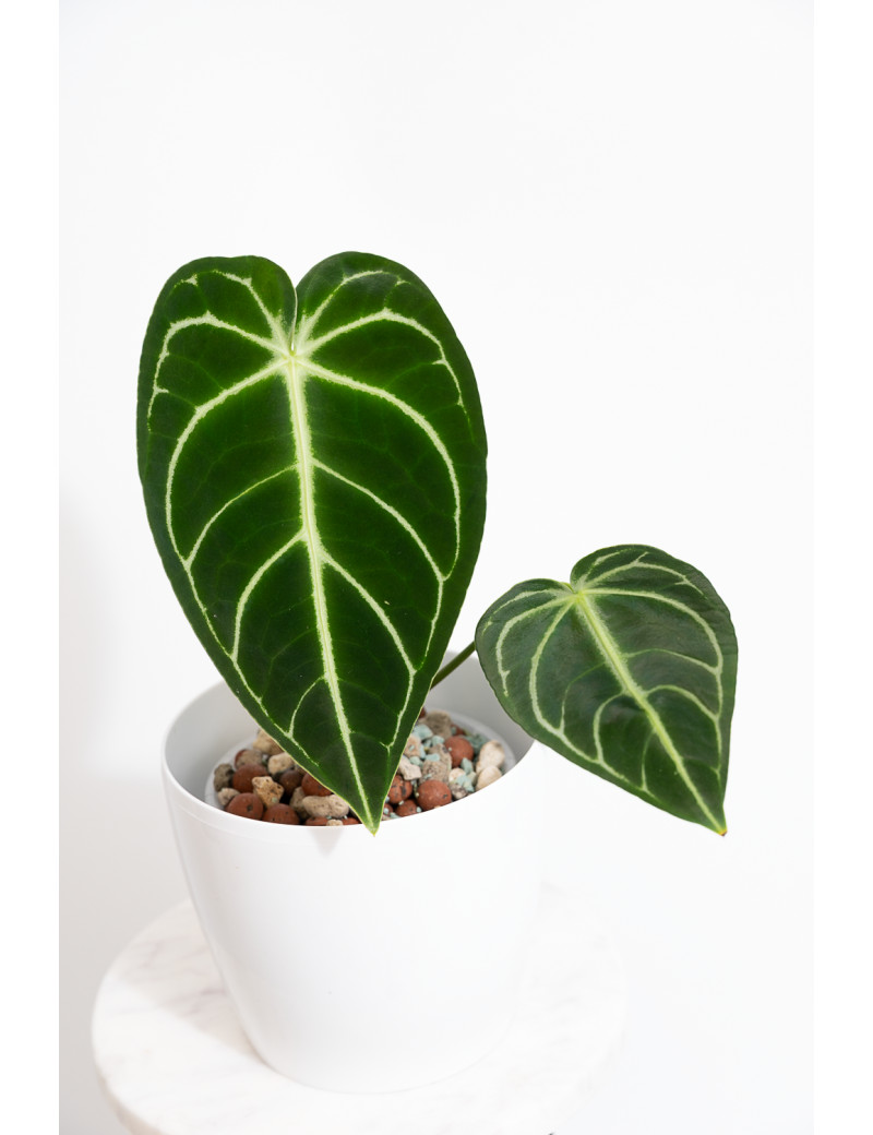 Anthurium regale