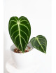 Anthurium regale